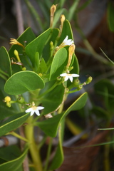 Magnoliopsida