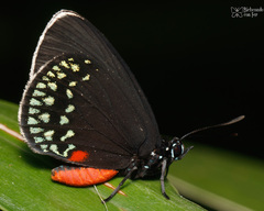 Eumaeus toxea