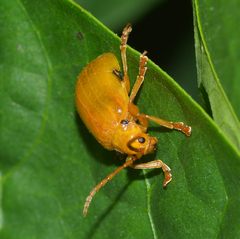 Monocesta coryli
