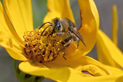 Melissodes microstictus