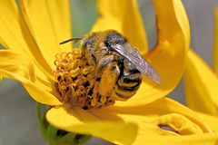 Melissodes microstictus