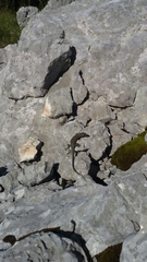 Dalmatolacerta oxycephala