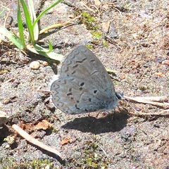 Celastrina echo sidara