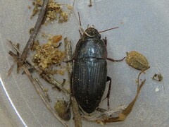 Anisodactylus merula