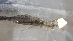 Palaemon macrodactylus