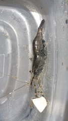 Palaemon macrodactylus