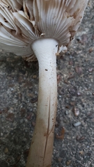 Amanita populiphila