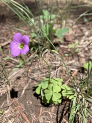 Oxalis metcalfei