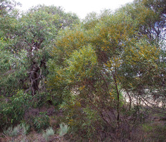 Eucalyptus foecunda foecunda