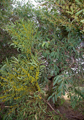 Eucalyptus foecunda foecunda