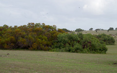 Eucalyptus foecunda foecunda
