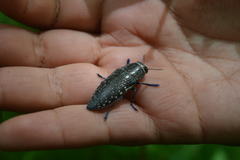 Lampetis auropunctata