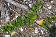 Magnoliopsida