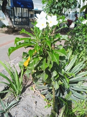 Plumeria pudica