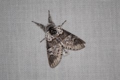 Furcula occidentalis