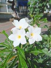 Plumeria pudica