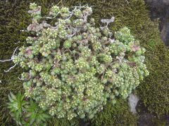 Draba aretioides