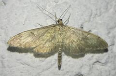 Anania lancealis