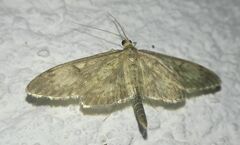 Anania lancealis