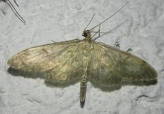 Anania lancealis