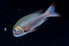 Monotaxis grandoculis