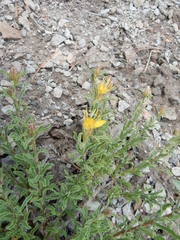 Ericameria suffruticosa