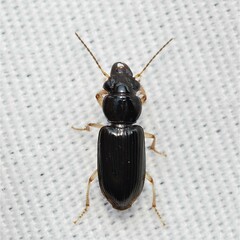 Pogonodaptus mexicanus