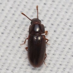 Pharaxonotha kirschii