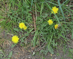 Taraxacum hamatiforme
