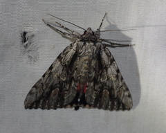 Catocala coccinata