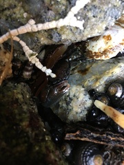 Petrolisthes cinctipes