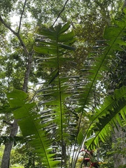 Heliconia platystachys