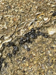 Image of Echinolittorina placida