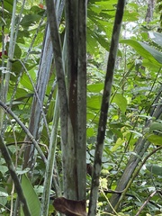 Heliconia platystachys