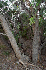 Eucalyptus todtiana