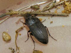 Anisodactylus merula