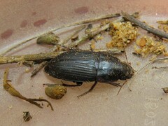 Anisodactylus merula