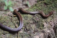 Alsophis rufiventris