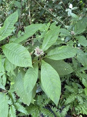 Palicoureeae
