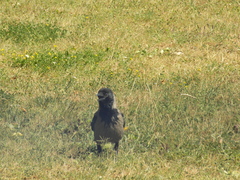 Corvus cornix