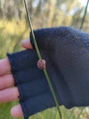 Chorizandra sphaerocephala