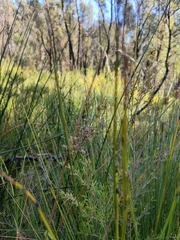 Chorizandra sphaerocephala