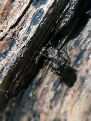 Pteroxanium kelloggi