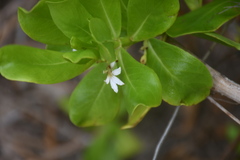 Scaevola taccada