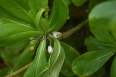 Scaevola taccada