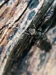 Pteroxanium kelloggi