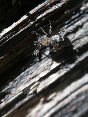 Pteroxanium kelloggi