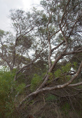 Eucalyptus decipiens