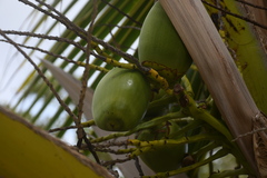 Cocos nucifera