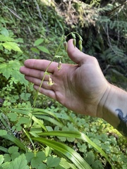 Anticlea occidentalis